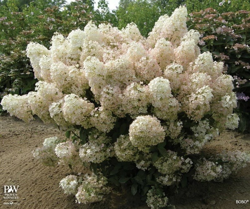 Hydrangea Blooms All Summer BoBo Dwarf Bush Live Plant Proven Winners 4" Pot gallery
