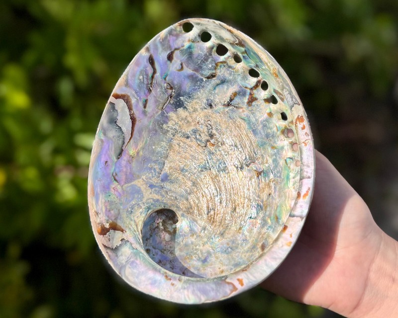 Polished Light Abalone Shells - Natural LARGE Iridescent Shells - Choose Size gallery