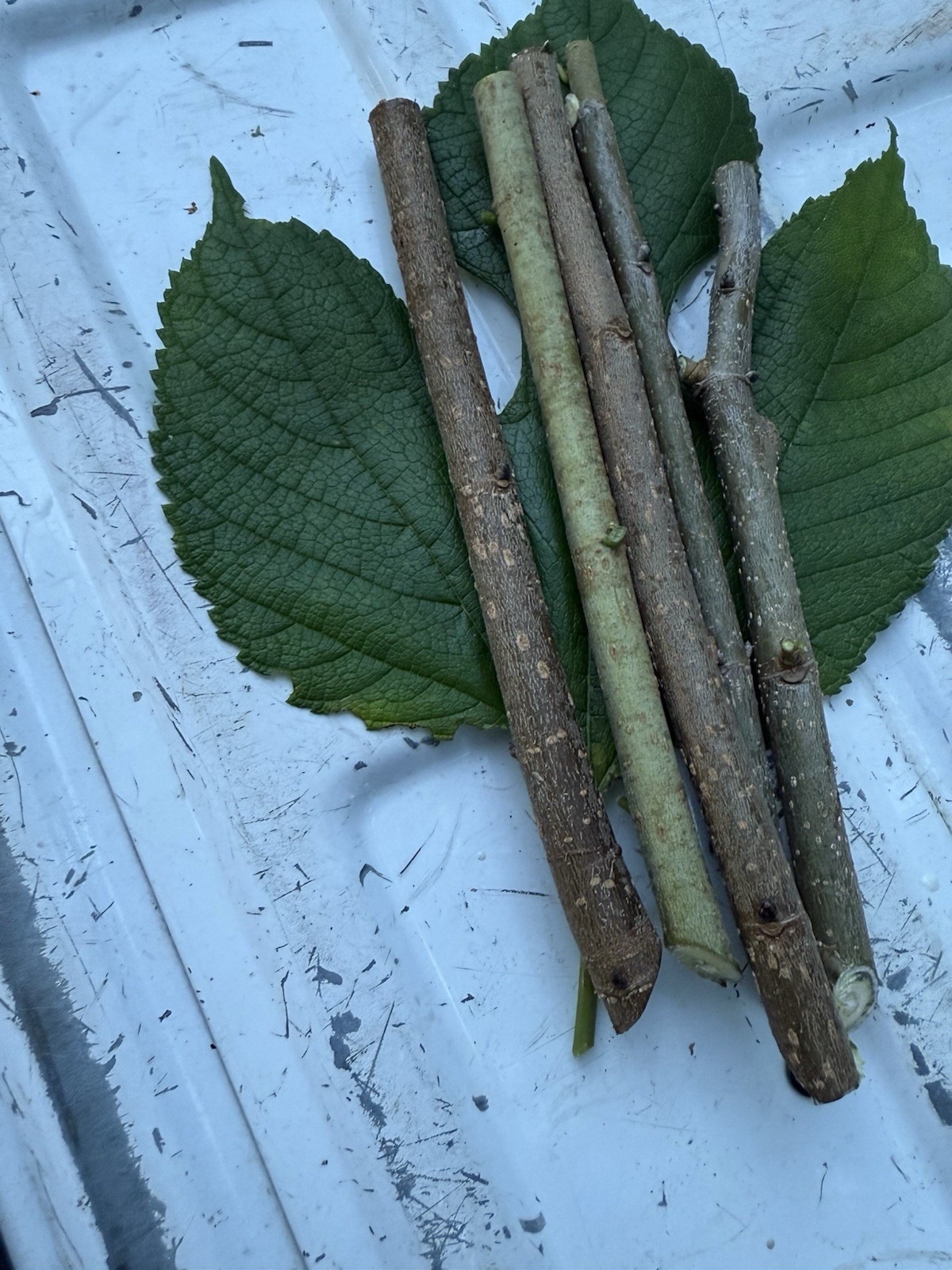 5 Fresh, Organically Grown Fruitless (Male) Red Mulberry Cuttings (Morus rubra) gallery