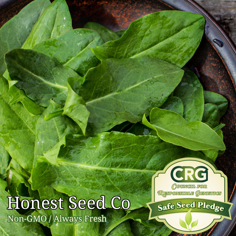 300+ Sorrel Seeds Large Leaf | Non-GMO Fresh Garden Seeds USA gallery