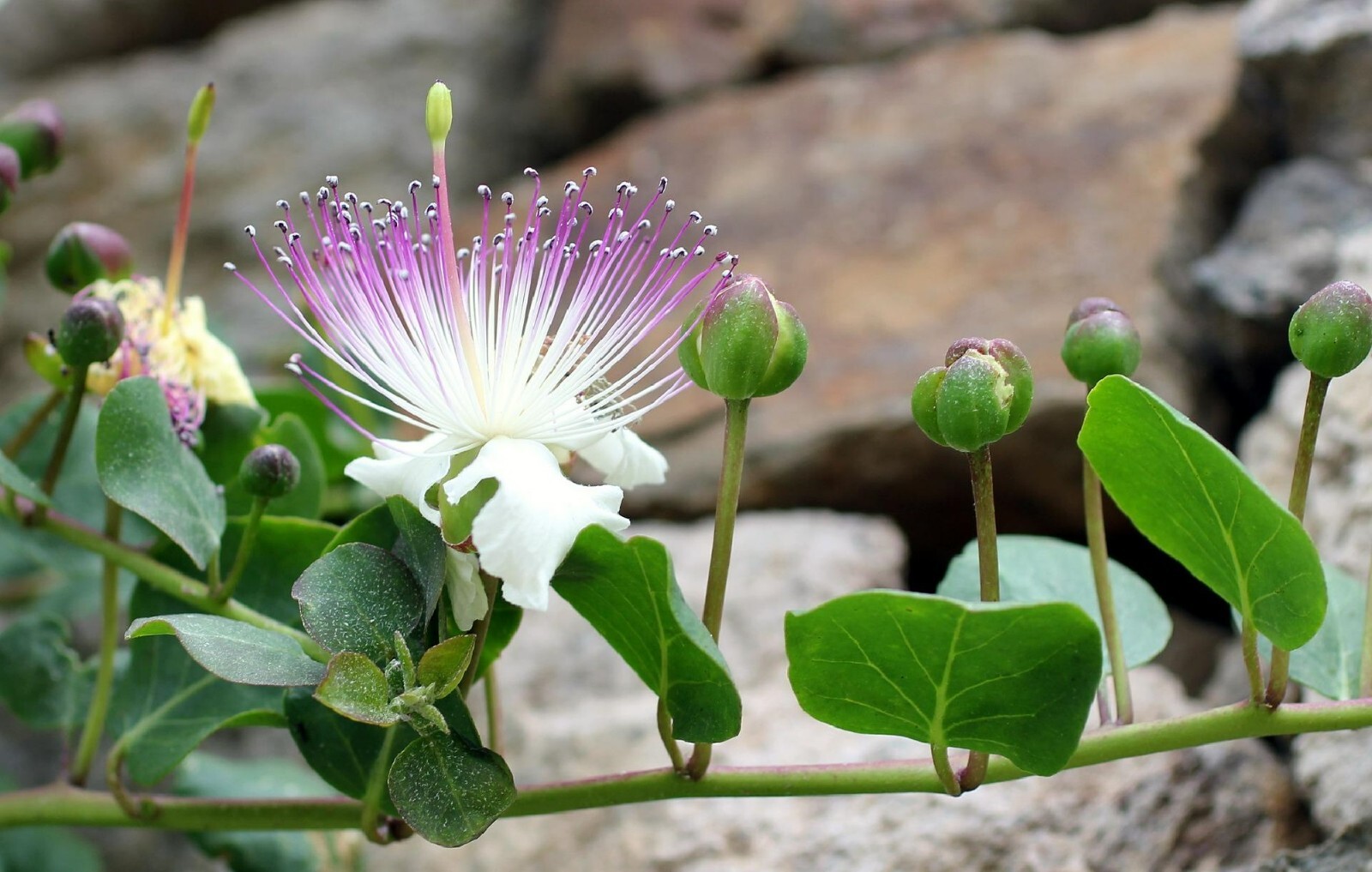 Caper Bush {Capparis Spinosa} | 25+ Seeds | Free US Shipping! gallery