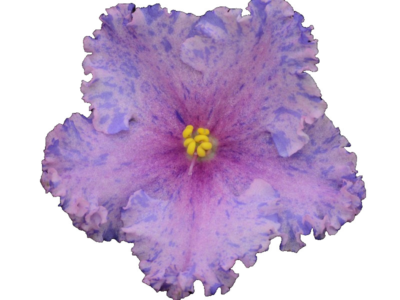 African Violet Plant Beach Party Starter Plant Standard gallery