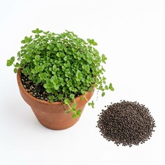 1200 Corsican Mint Seeds – Tiny Creeping Groundcover – Releases Strong Minty