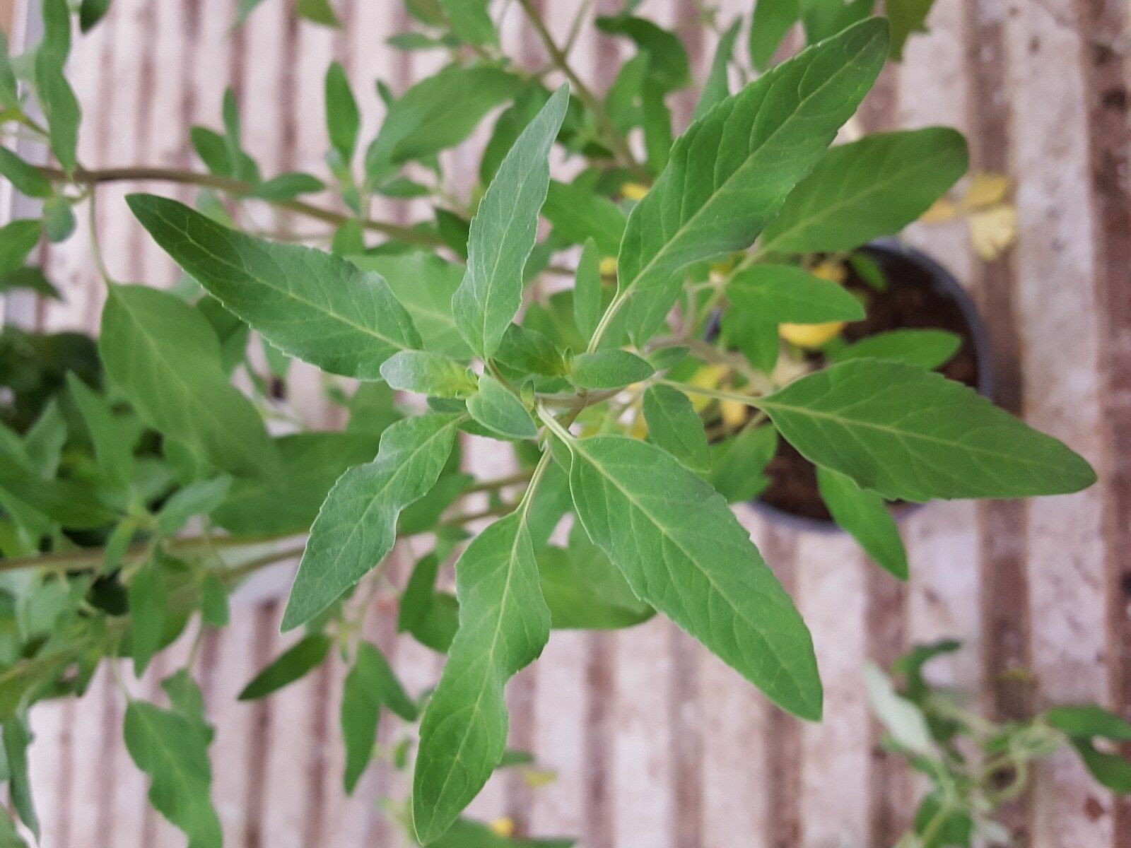 Pulegium Mint - Poleo Mint - 5000 Seeds - Seeds - Organic gallery