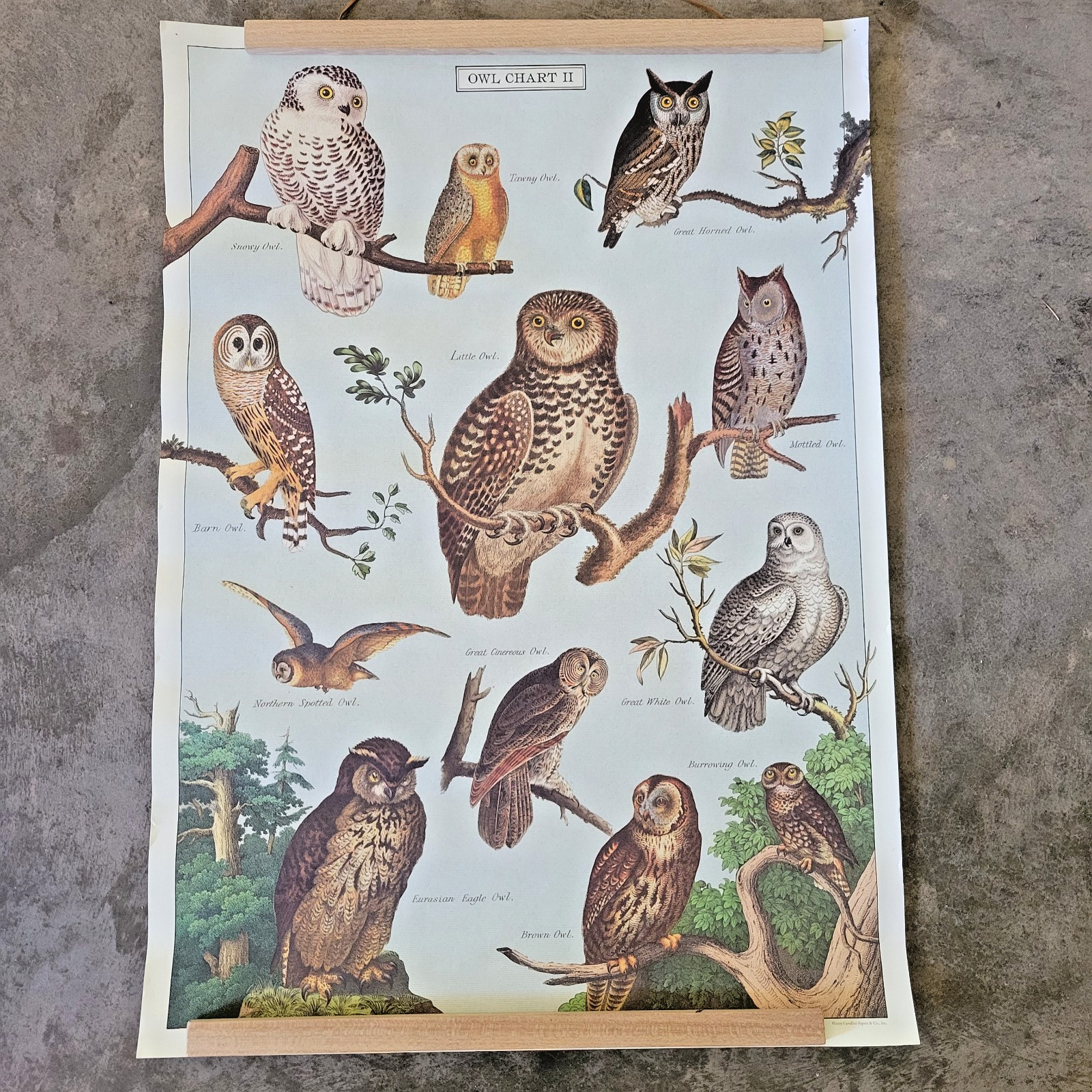North American Owls Bird Identification Vintage Style Poster 27.5 x 19.5 gallery