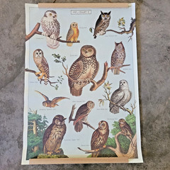 North American Owls Bird Identification Vintage Style Poster 27.5 x 19.5
