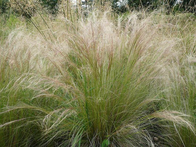 MEXICAN FEATHER GRASS 153 SEEDS STIPA TENUISSMA, HARDY, ORNAMENTAL GRASS USA SEL gallery