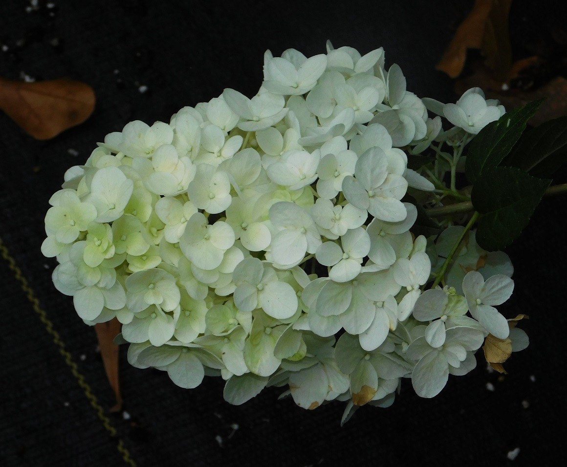 Raspberry Sundae Hydrangea Plants gallery