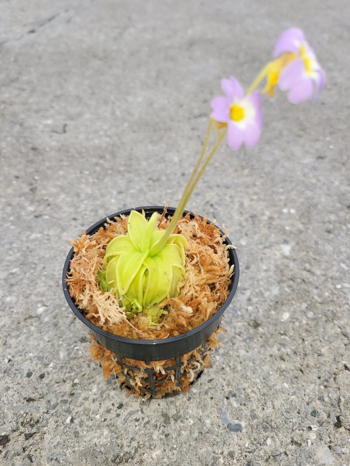 Carnivorous Primrose Butterwort (Pinguicula Primuliflora) Plant 3 inch Pot gallery
