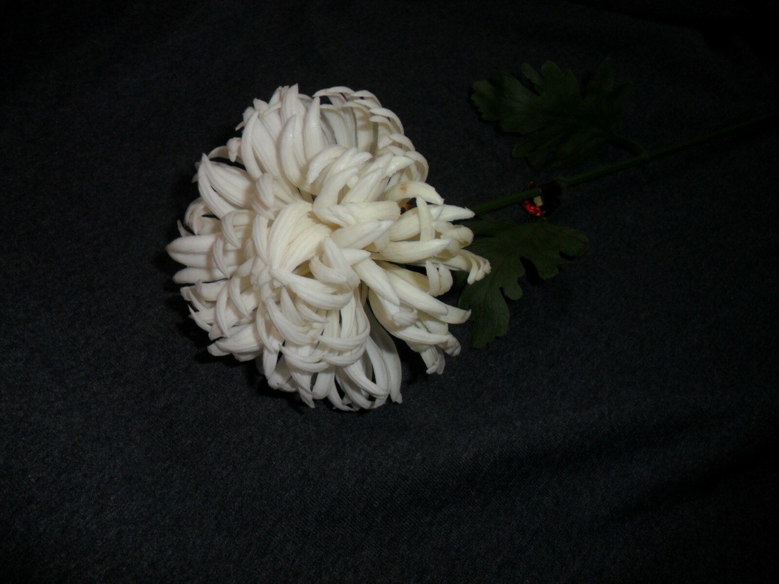 Vintage Medium Plastic White Mum gallery