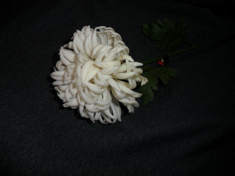 Vintage Medium Plastic White Mum gallery