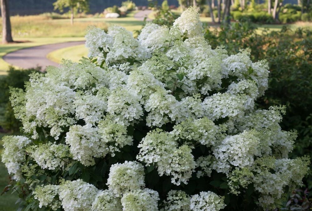 Hydrangea Blooms All Summer BoBo Dwarf Bush Live Plant Proven Winners 4" Pot gallery