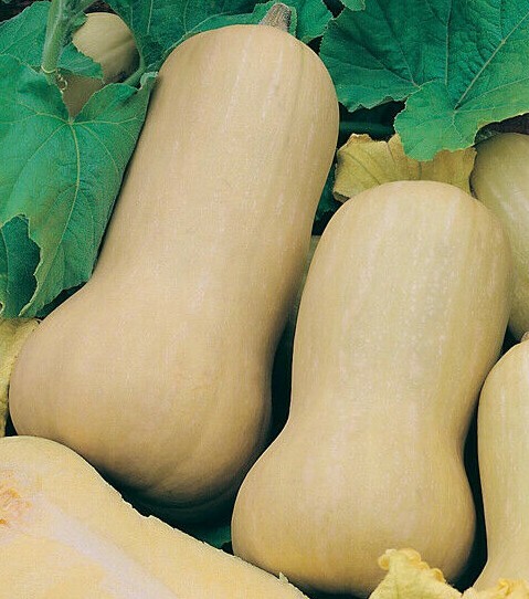 BUTTERNUT WALTHAM SQUASH SEEDS 20+ WINTER SQUASH Vegetables GARDEN FREE SHIPPING gallery