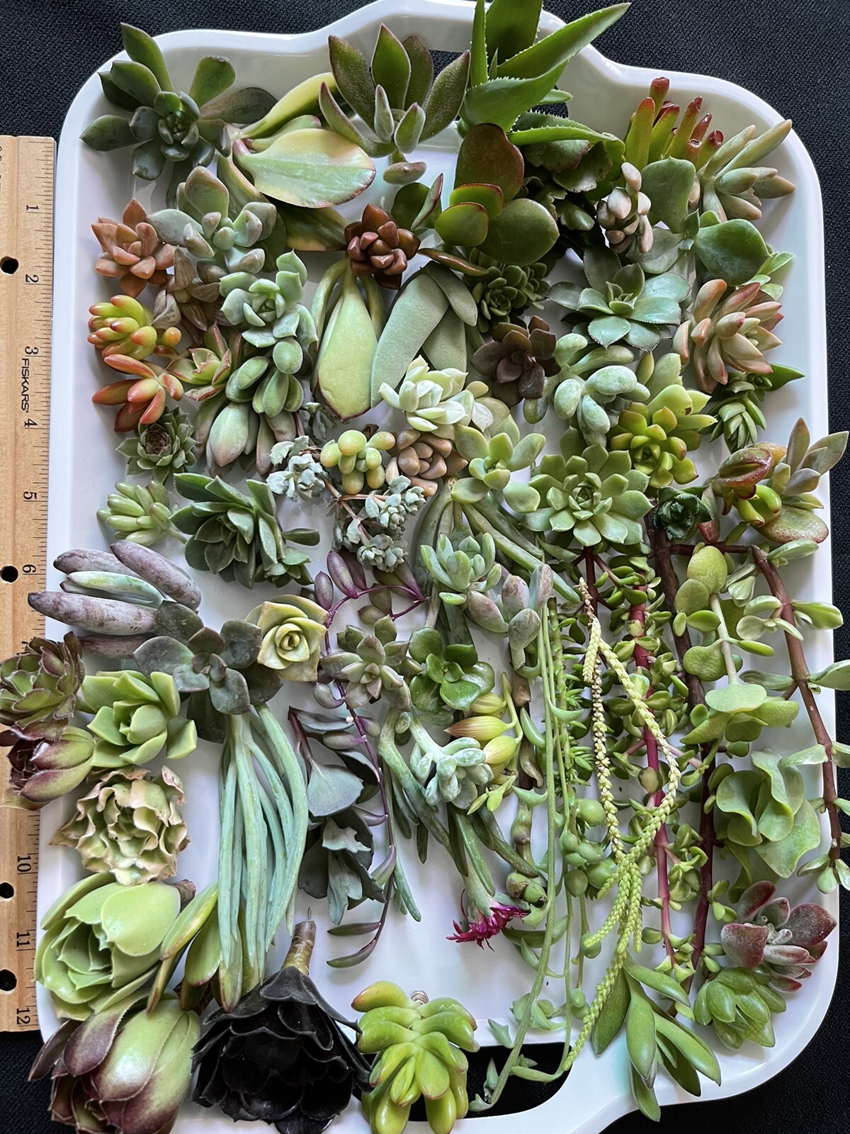 35 Random Succulent Starter Floret Clippings Free gift w/order gallery