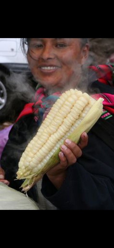 Peruvian Mountain Corn Seeds (30) / Peruvian Maiz Montana / Massive / Rare gallery