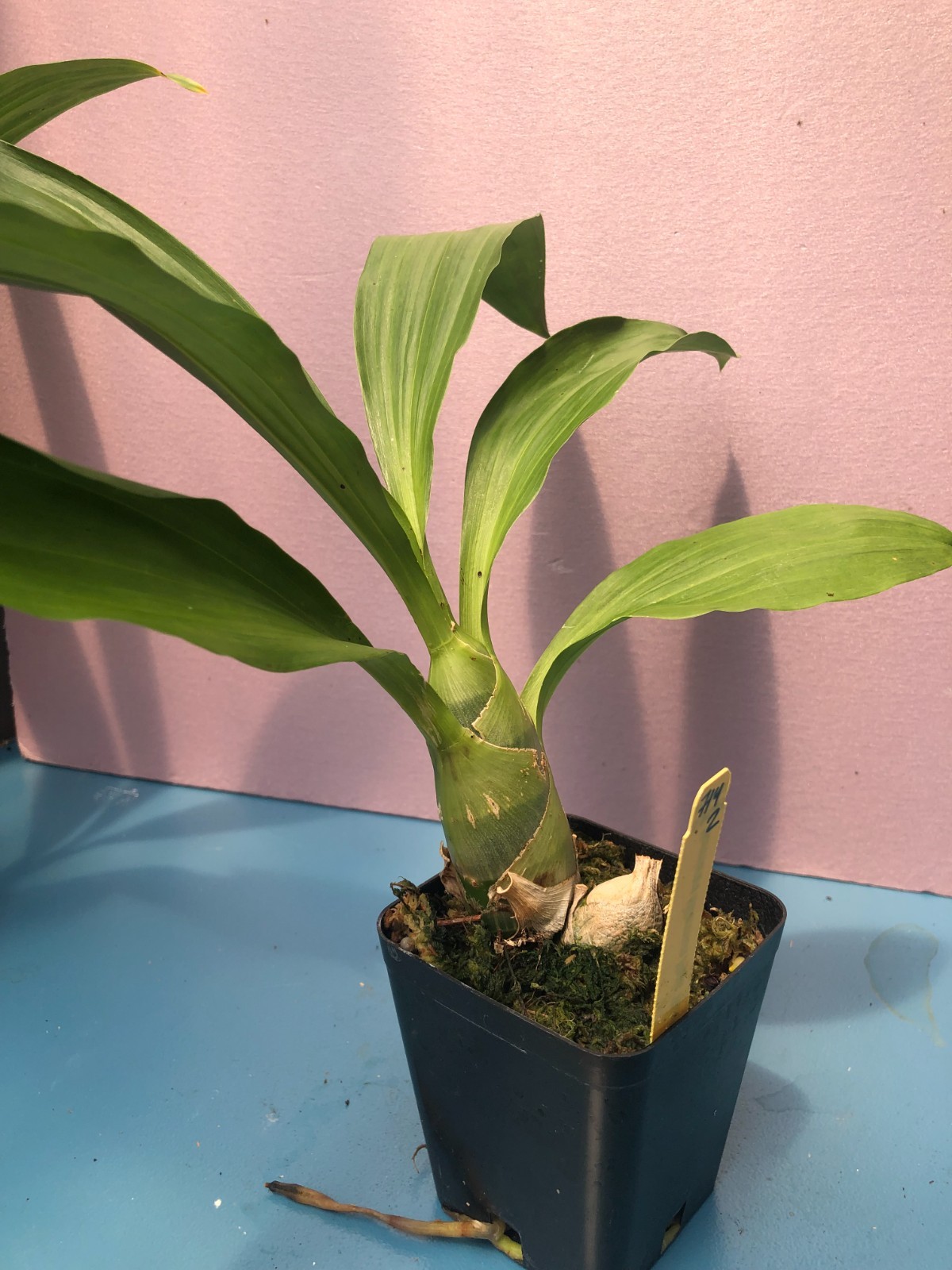 (714 -2 ) Monnierara Millennium Magic 'Witchcraft' FCC/AOS MS gallery