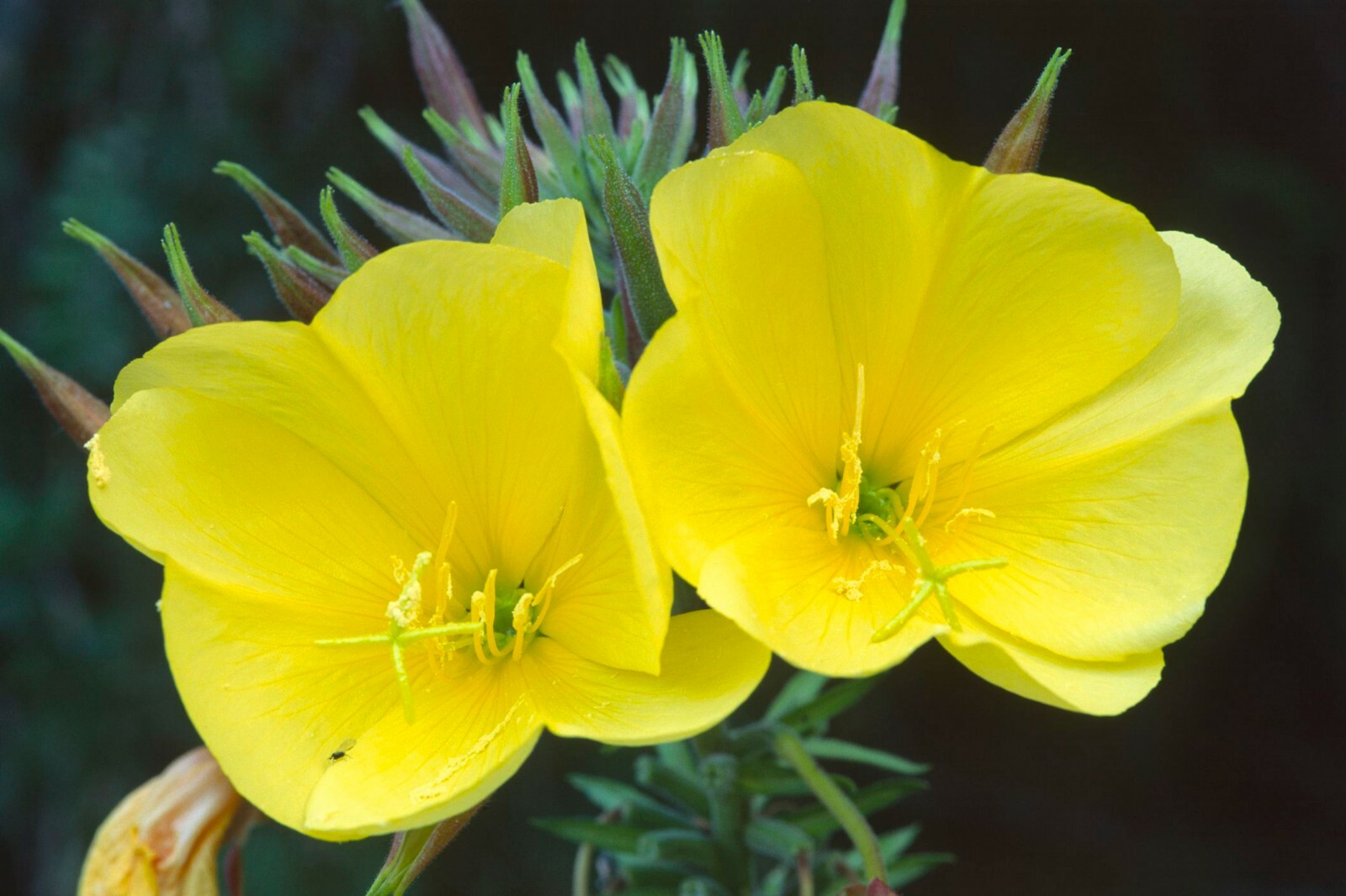 Common Evening Primrose Seeds, Beautiful Yellow Flowers, Fragrant, FREE SHIP gallery