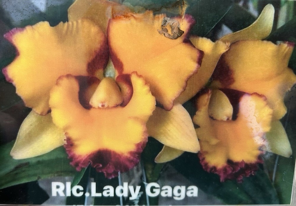 2 Different cattelaya Seedling Package, Orchids See photos For Names Vanda