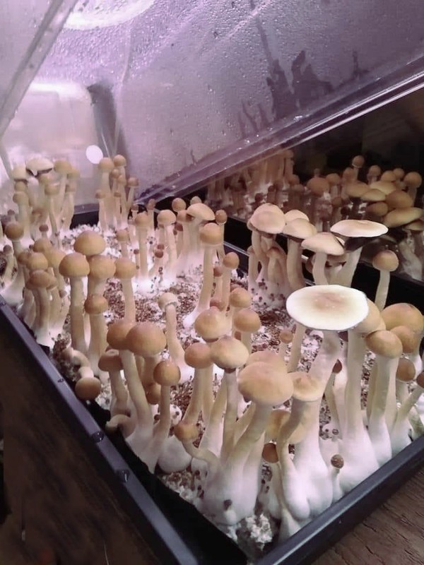 Wheatgrass Vented Humidity Dome FRUITING INCUBATING CHAMBER Kit Tray H DUTY gallery