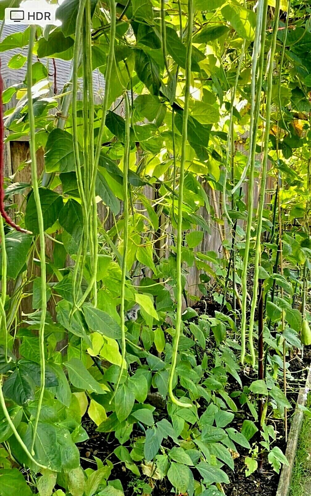 30+ Organic Extra Long Green Bean seeds gallery