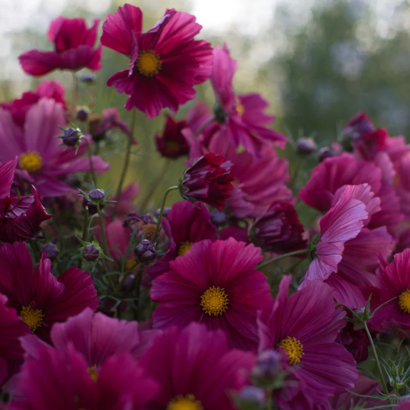 Cosmos RUBENZA Unique Ruby Color Pollinators Dwarf Butterflies Non-GMO 100 Seeds gallery