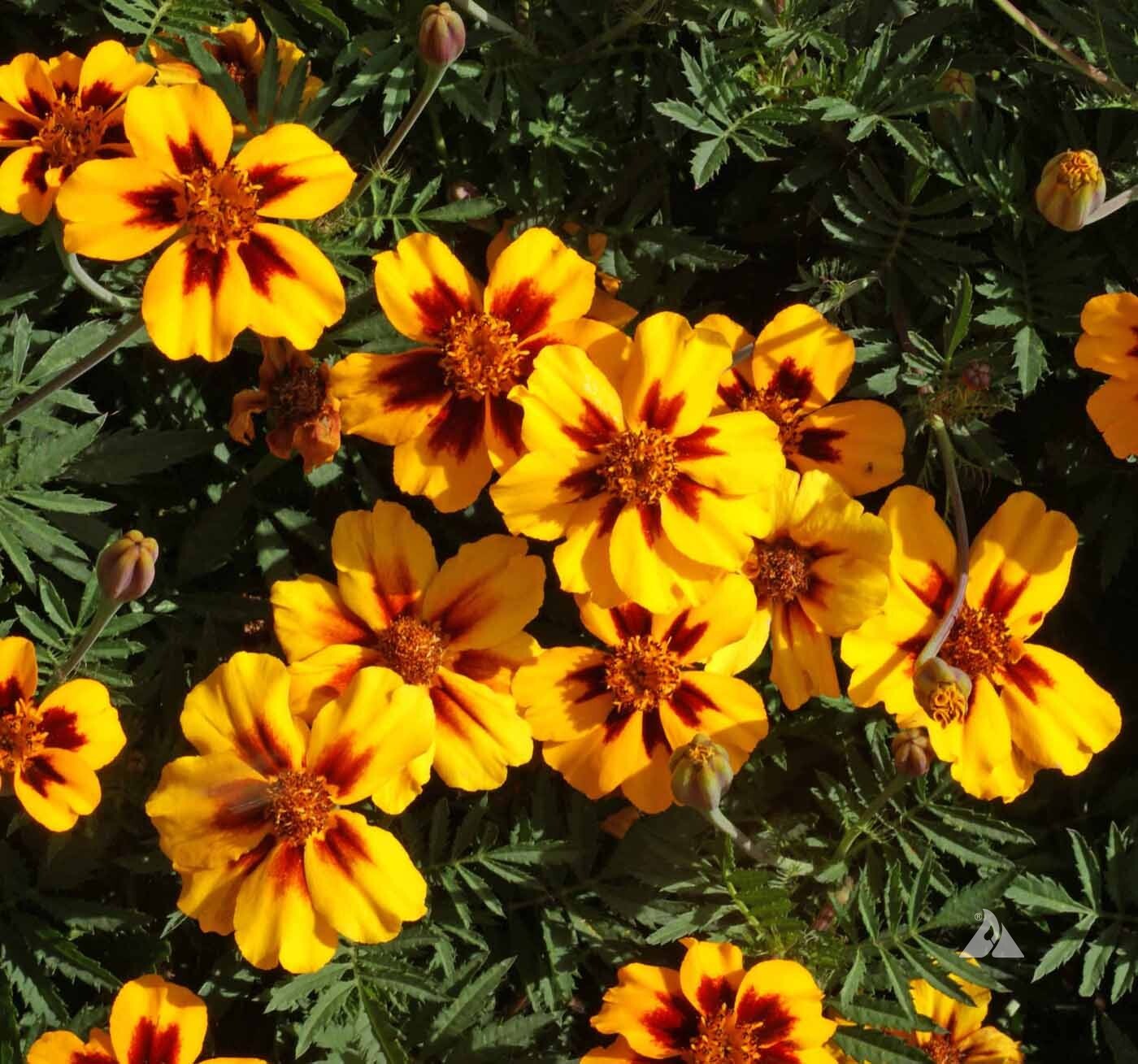 French Marigold Naughty Marrietta Seeds, Dwarf Compact, FREE SHIPPING gallery