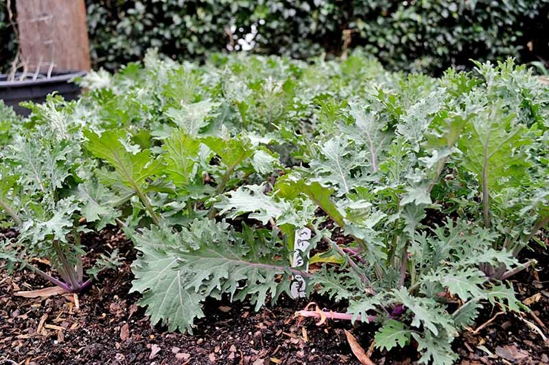 RED RUSSIAN KALE NON-GMO HEIRLOOM great for juicing and sauté! VERY NUTRITIOUS!! gallery
