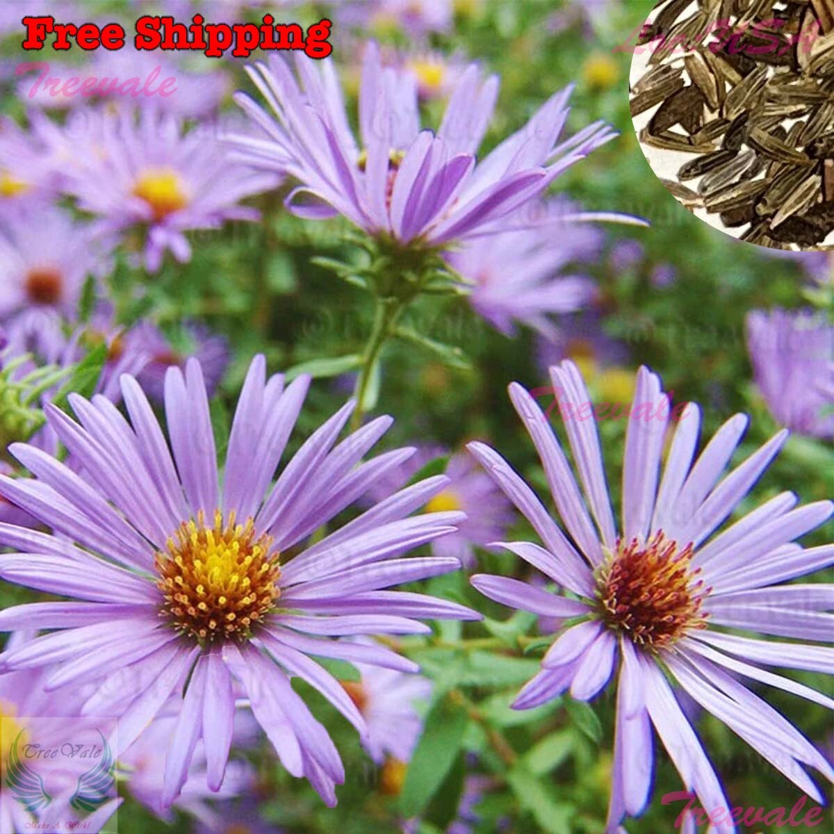Aromatic Aster Seeds - Fall Aster - Wild Blue Aster | Flower Seeds gallery