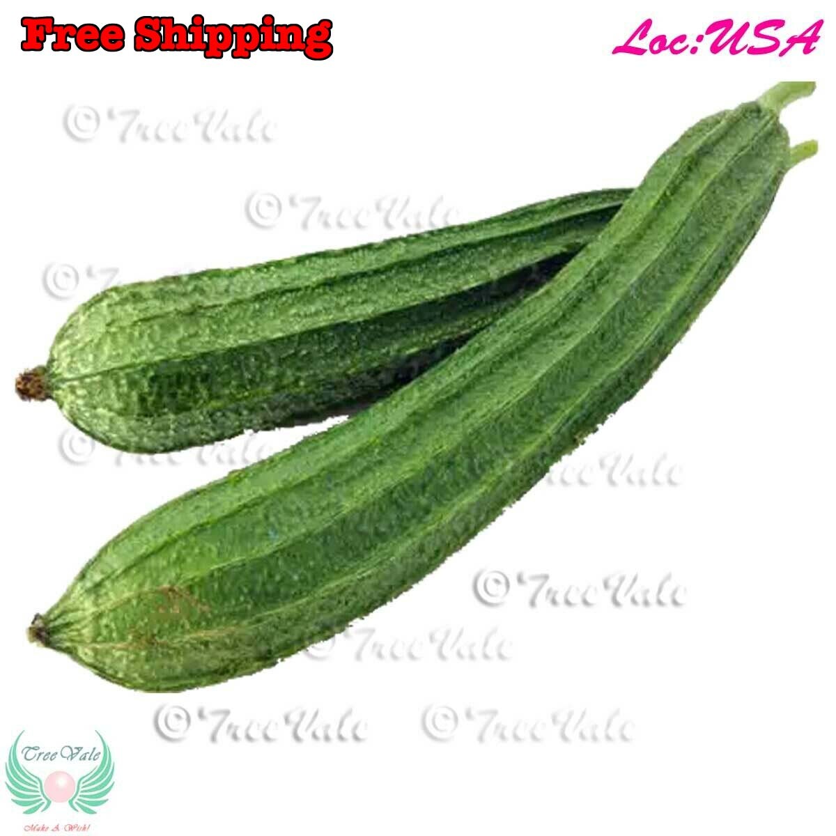Angled Luffa, Redged Gourds, Sponge Gourds, Chinese Okra, Luffa Acutangula SEEDS gallery