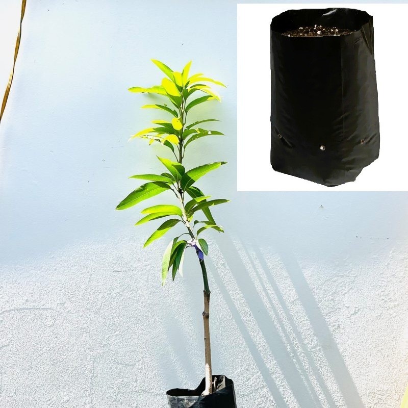 Grafted Coconut Cream Mango Tree – Premium Tropical Fruit Tree – Rare Variety gallery