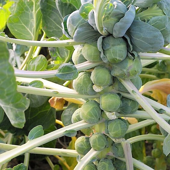 Long Island Brussels Sprout Seeds |Brussel Fall Garden Fresh Vegetable Seed 2024 gallery