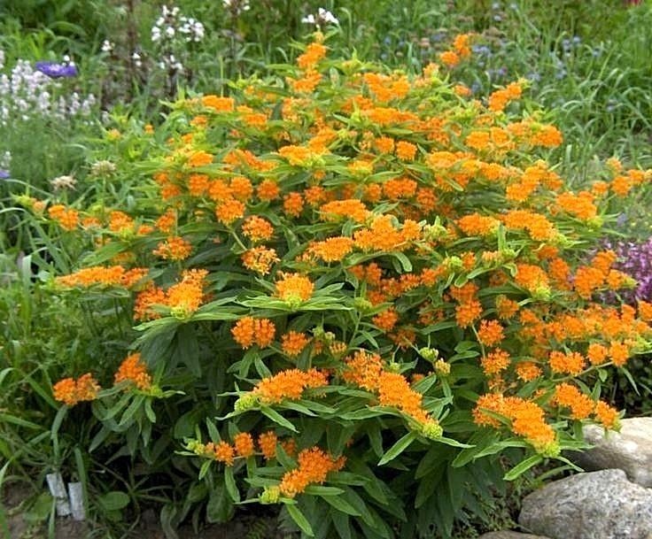 51+ORANGE BUTTERFLY Weed Seeds Native Wildflower Container Garden Heat Cold Easy gallery