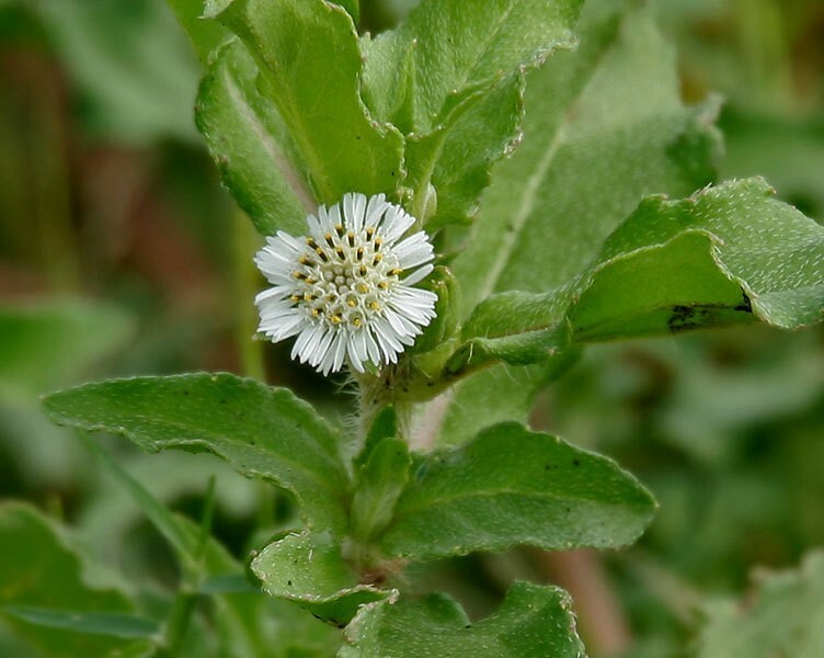 Eclipta prostrata | False Daisy | Yerba de Tago | Bhringraj | 50_Seeds gallery