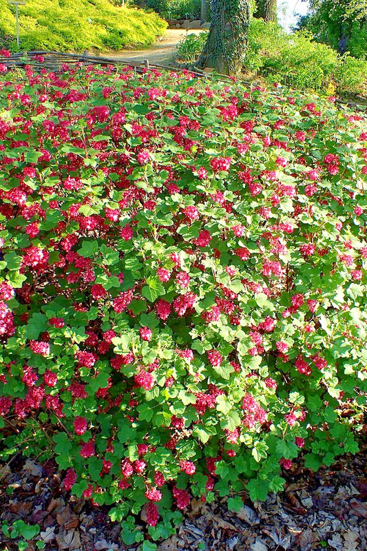 red flowering currant 500 seeds, tasty edible berries ribes sanguineum gallery