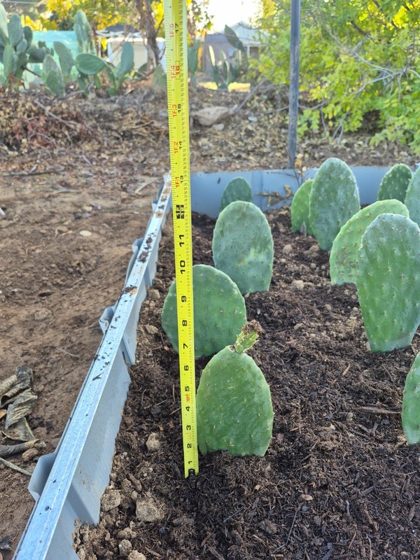 Rooted Prickly Pear Cactus Pad (8–12") – Live Opuntia Plant gallery