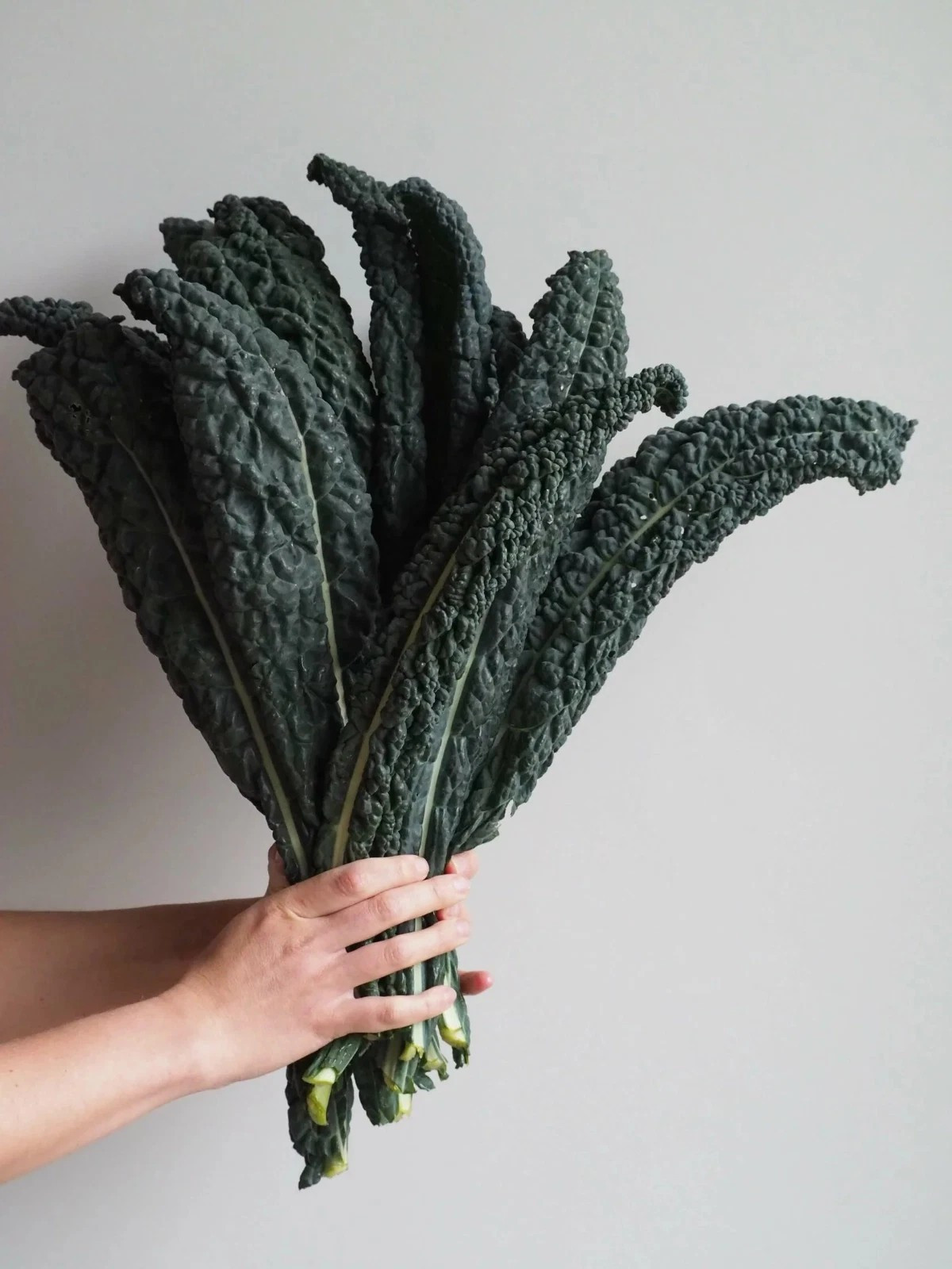 400+ Black Magic Kale Seeds --------- FRESH gallery