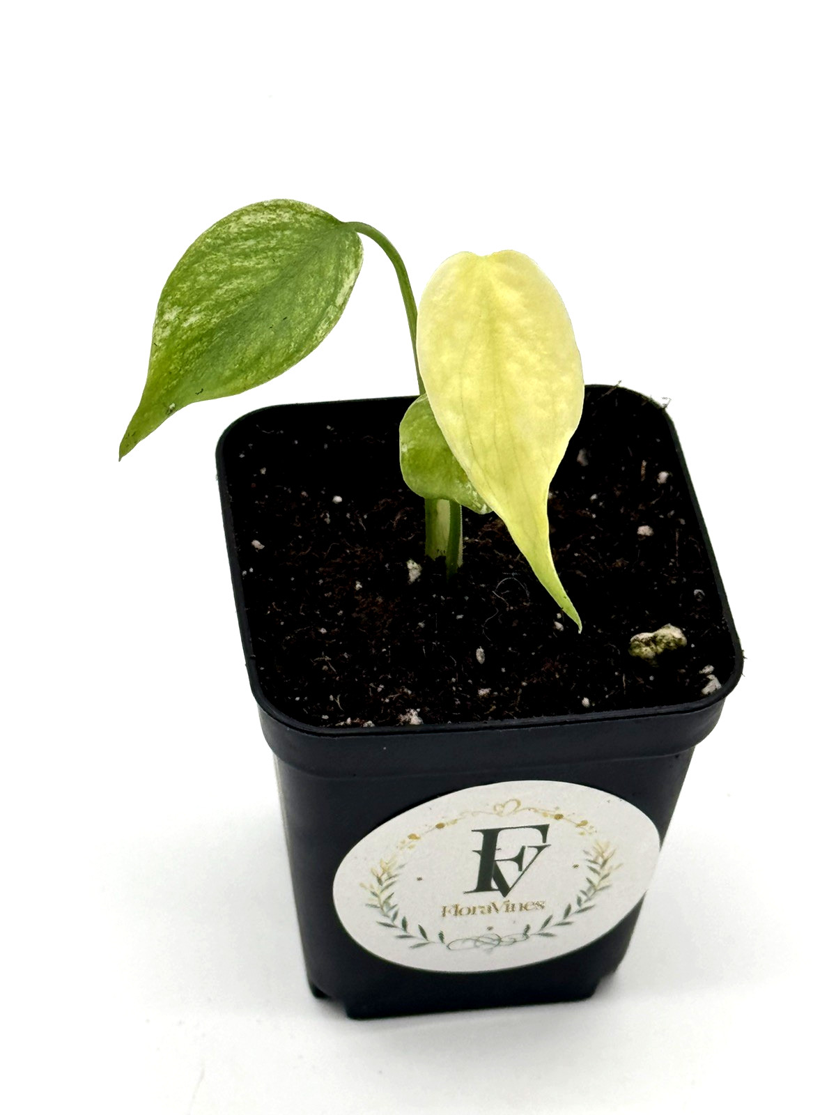 Monstera Deliciosa Mint Variegated Live Plant 2.5" Square Pot Rooted gallery