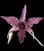 Dendrobium Hawaii Spectacular Den. 4” Orchid Plant 0 gallery