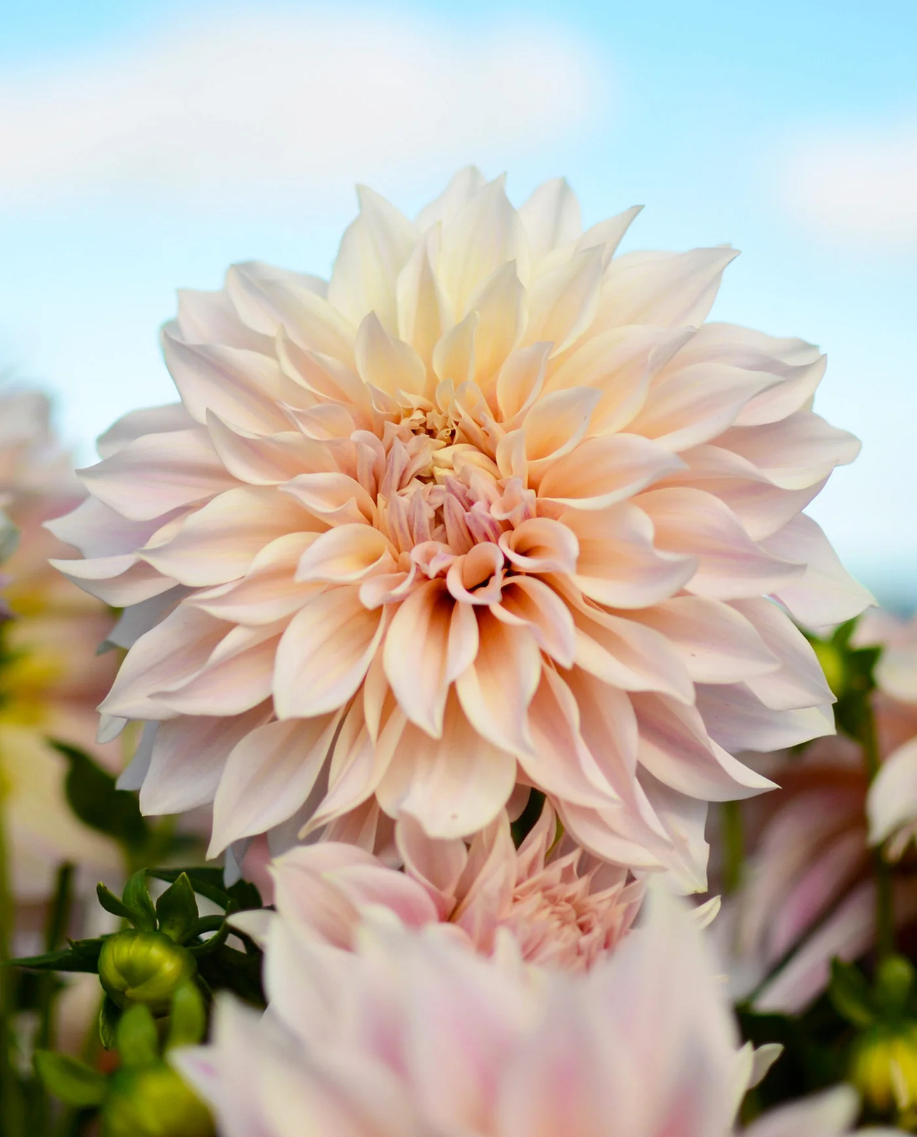 Cafe au Lait Decorative Dahlia - 3 root divisions gallery