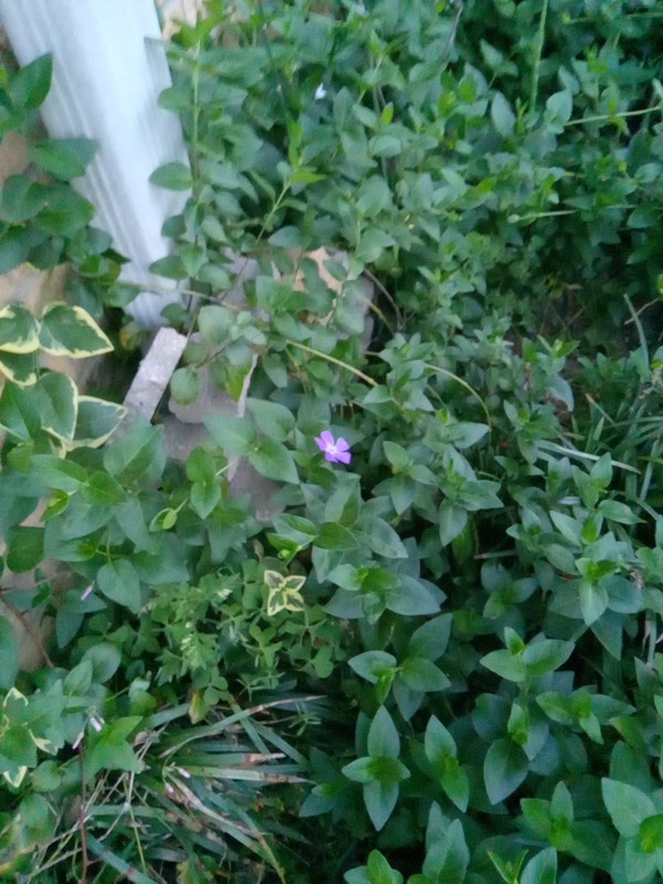 20 Vining Periwinkle ( Vinca major)-- Live Bare Root Plants Ready To Plant gallery
