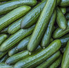 TENDERGREEN BURPLESS CUCUMBER SEEDS 50+ Vegetable GARDEN pickling FREE SHIPPING gallery