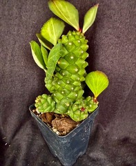 Monadenium ritchiei, succulent