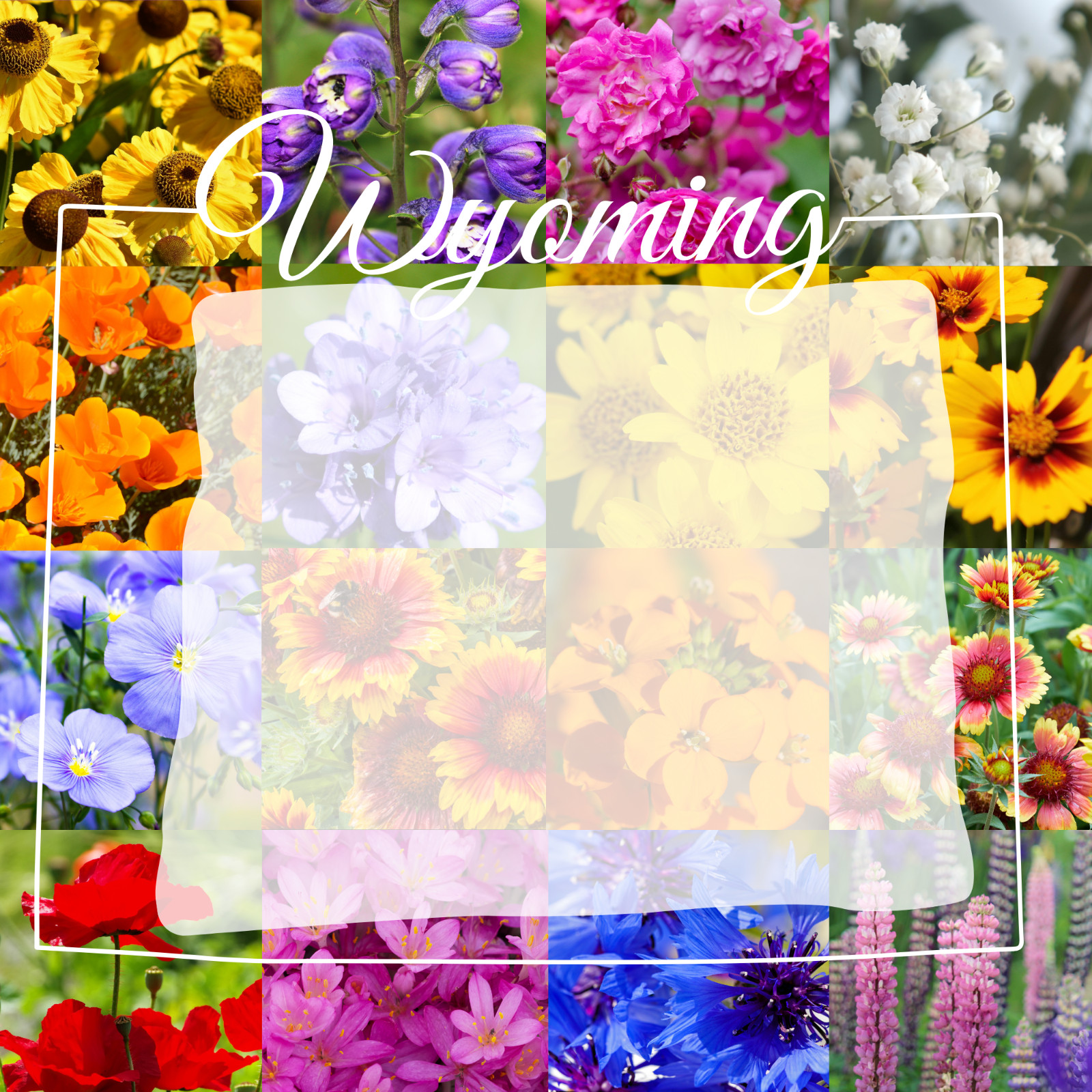 1/2 Pound Wyoming Western Bulk Wildflower Seed Mix 1/2lb Covers 1,600sq-ft gallery