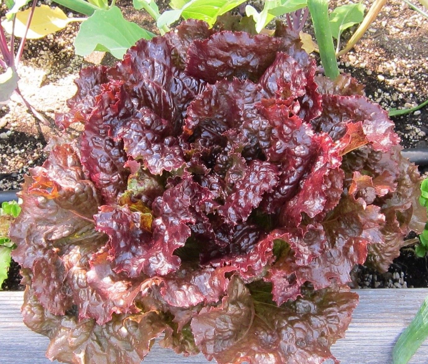 Ruby Leaf Lettuce Seeds, Deep Red, Summer Salad, NON-GMO, FREE SHIPPING gallery