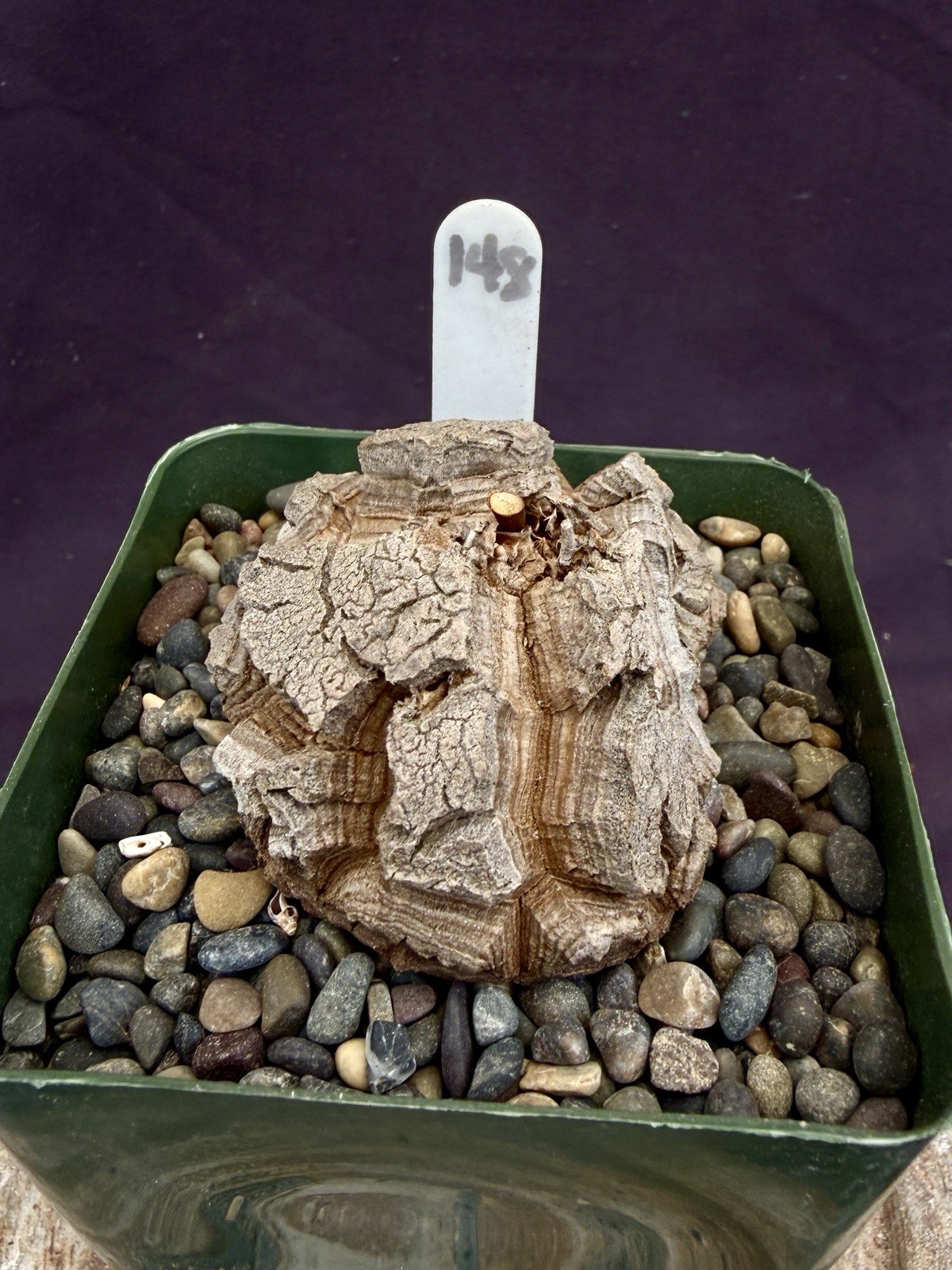 Dioscorea elephantipes-Fresh Seedlings! Gorgeous Caudiciform, Choose Your Fav! gallery