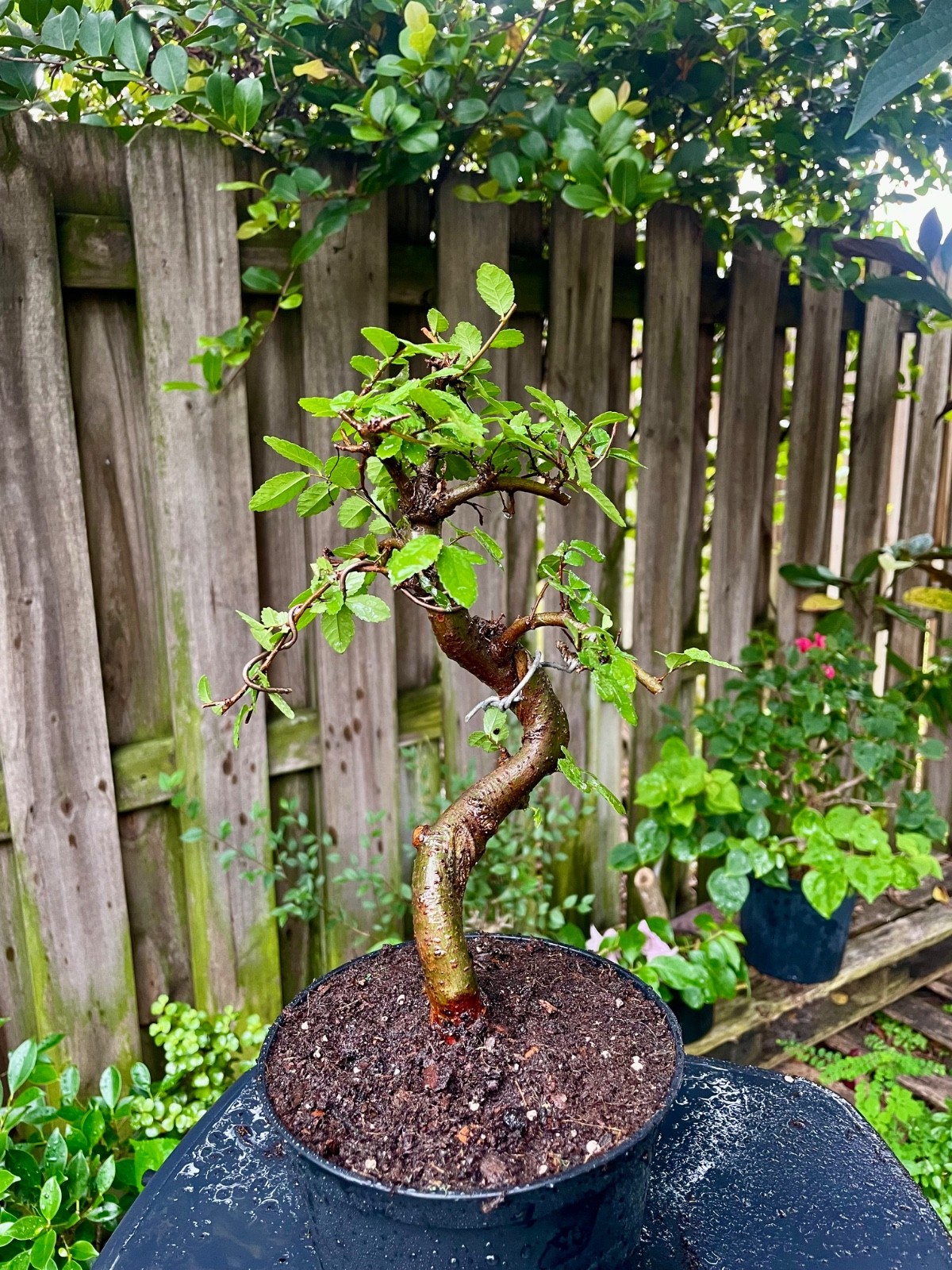 CHINESE ELM Pre-Bonsai /Bonsai S Tree Cold Hardy / Tiny leaves 5 years old gallery