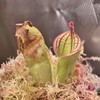 Heliamphora Macdonaldae - AW - Clone 1 gallery