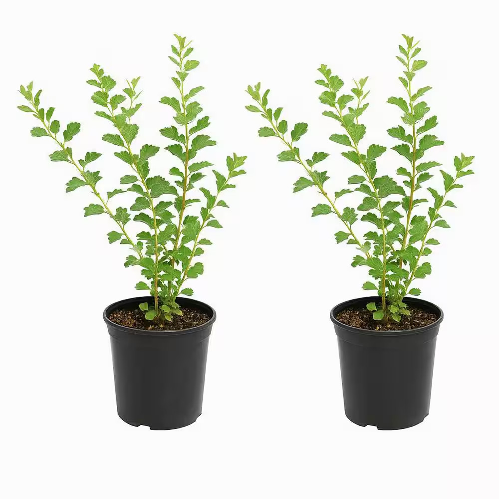 1 Gal. Gro-Low Fragrant Sumac Shrub (2-Pack) – Spreading Native Shrubs with Red gallery