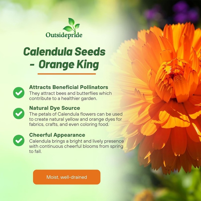 2000 Seeds Drought Tolerant Calendula Orange King Garden Flower Plant Seed gallery