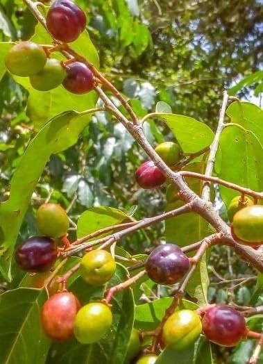 Wild Black Cherry Tree Seedling for Planting, Prunus serotina, (1 Seedling) gallery